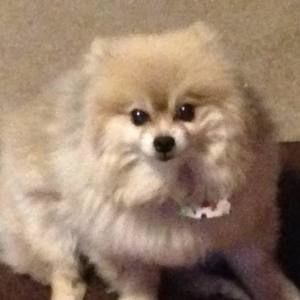 Meet your Posher, Joanne